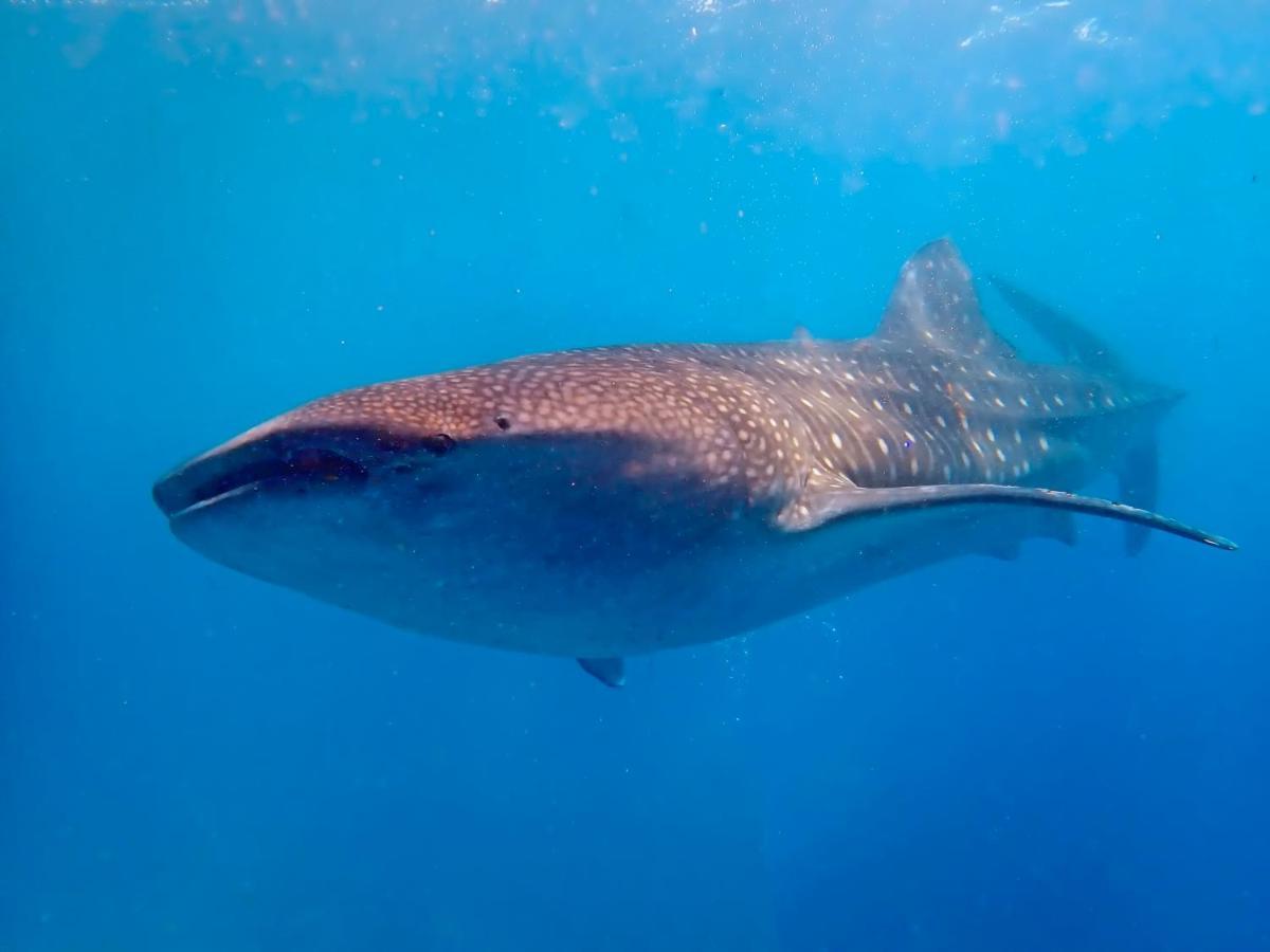 Magic Oceans Dive Resort Anda  Exterior foto