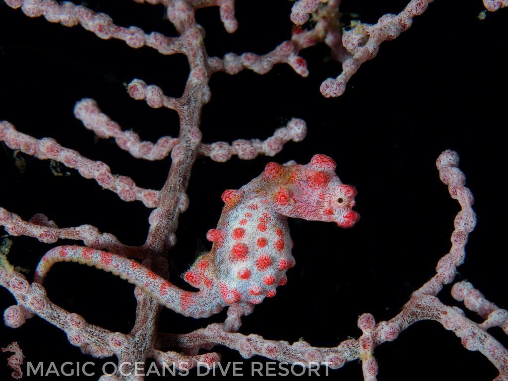 Magic Oceans Dive Resort Anda  Exterior foto