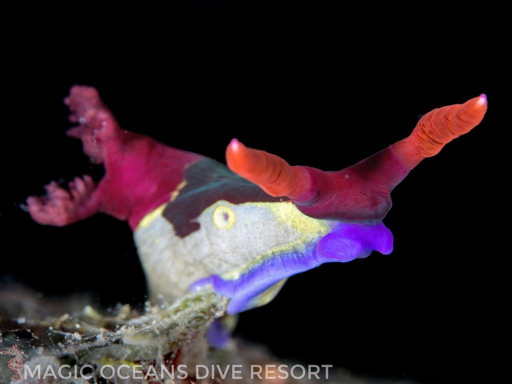 Magic Oceans Dive Resort Anda  Exterior foto